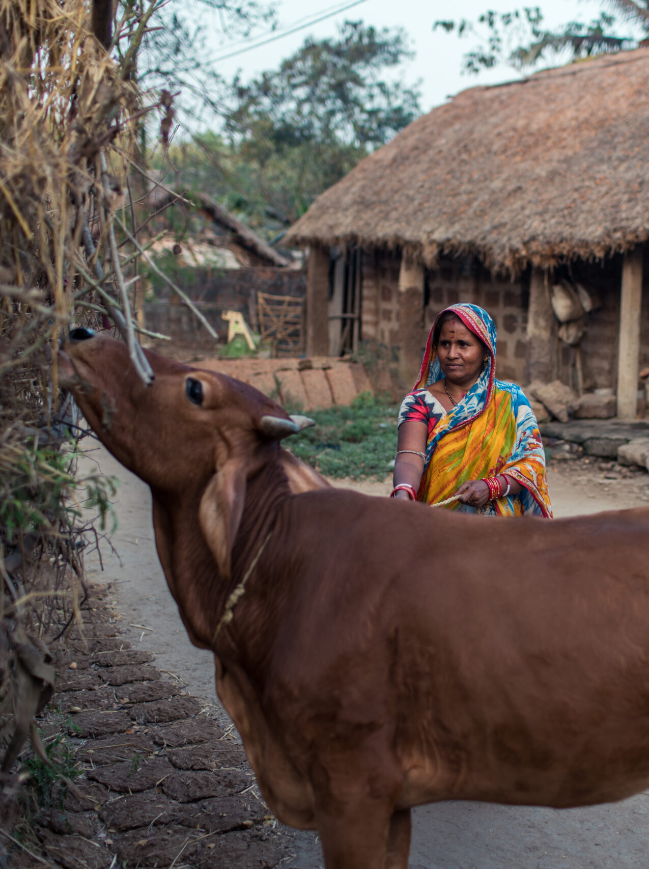 Mrs. Swain stands near a cow. is a vegetable farmer and a milk producer.