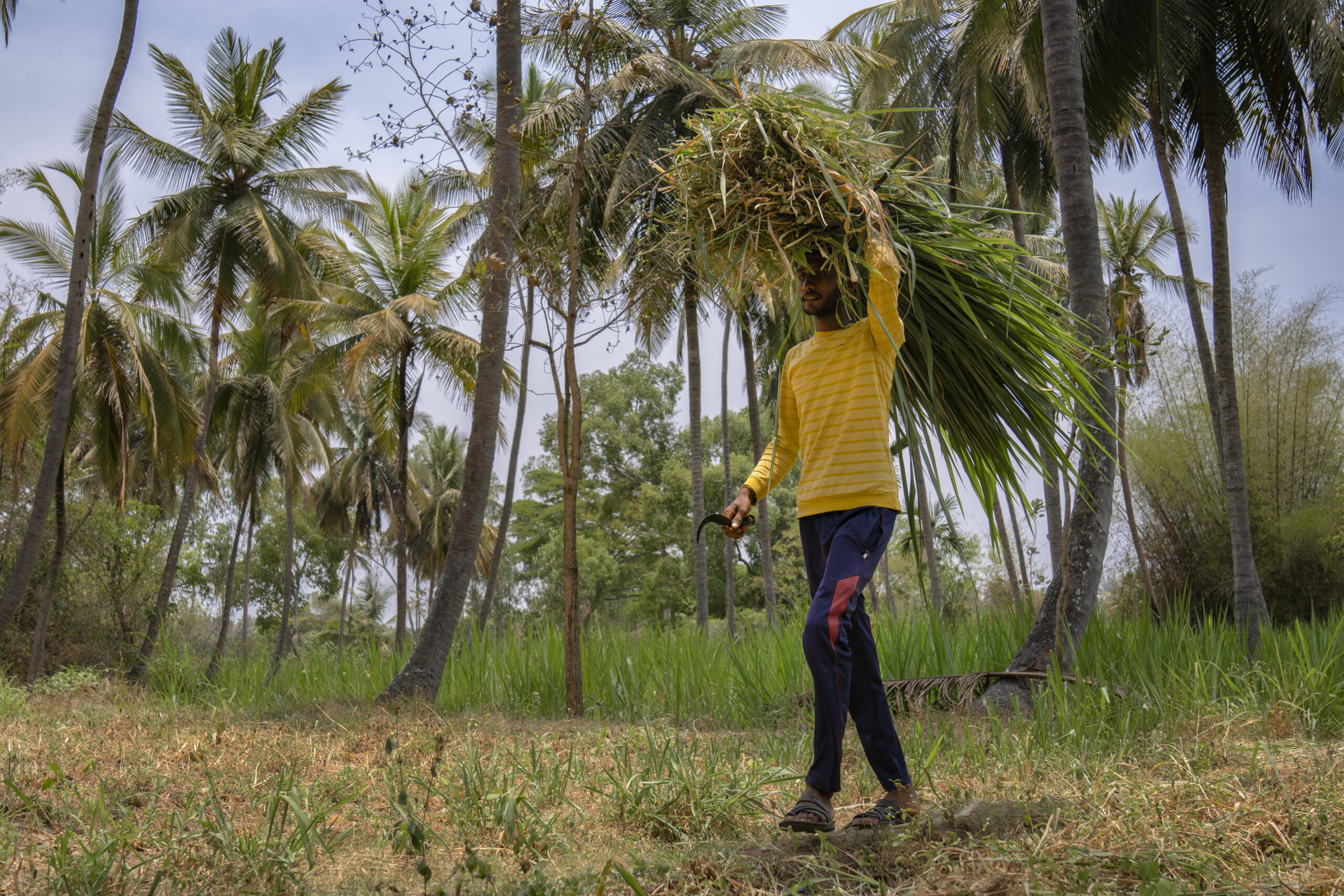 A man walking with a bundle of fodder grass on his head.