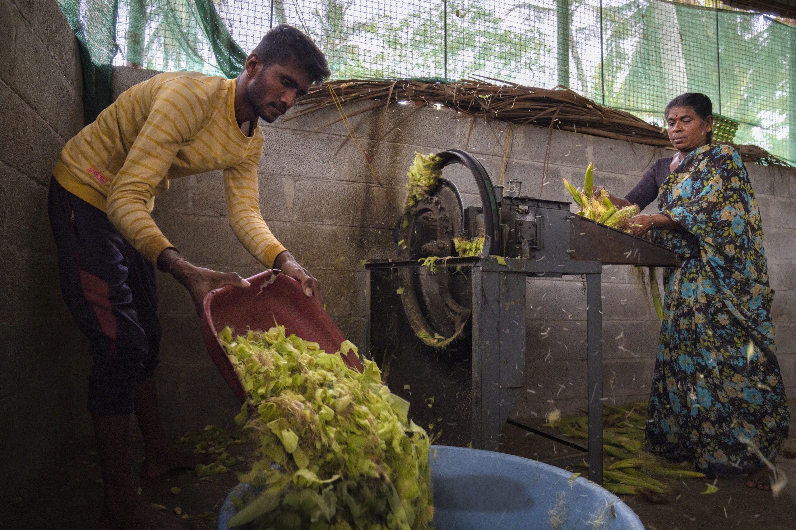 A man and a woman cutting grass with a fodder cutting machine.