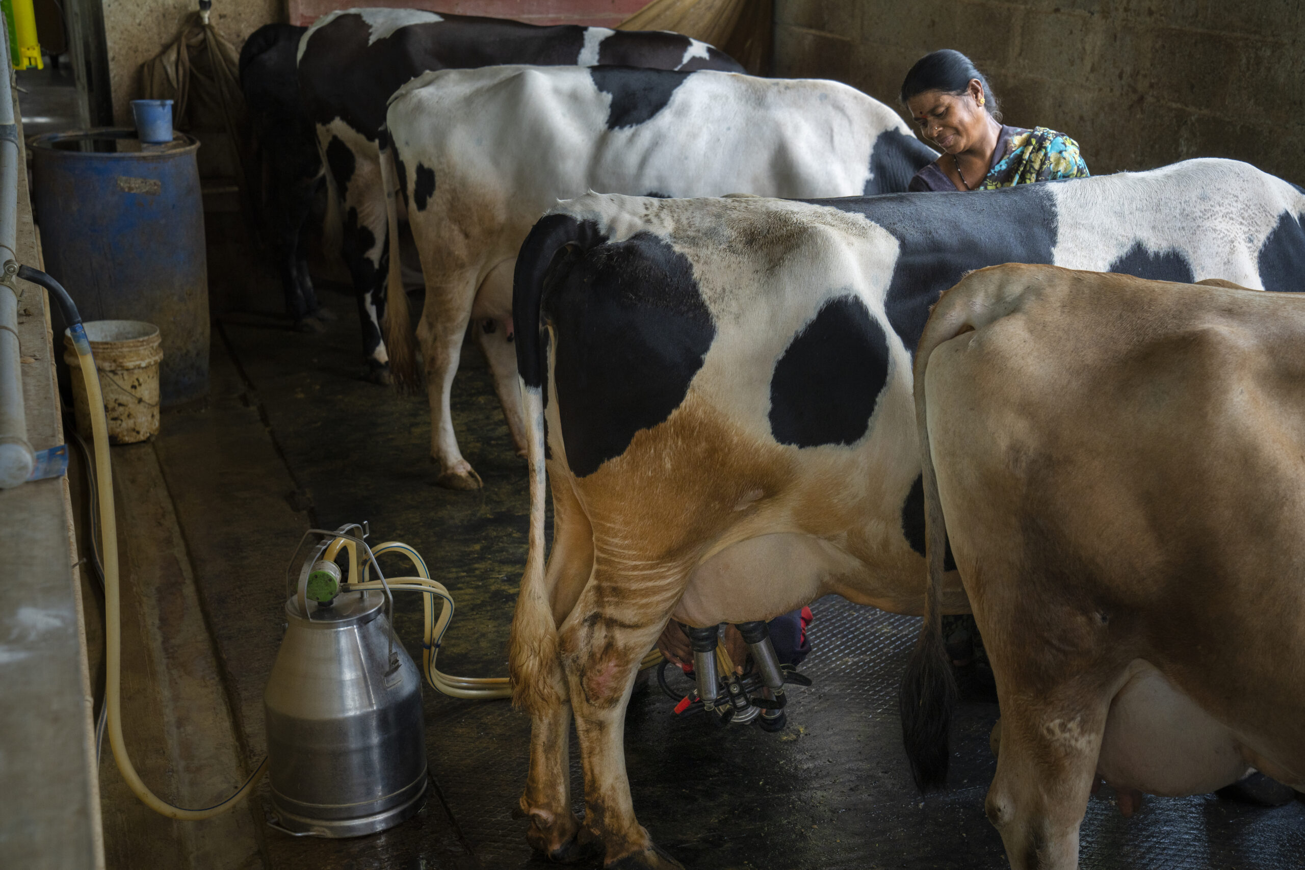 A man and a woman milking a cow with the help of a milking equipment. 