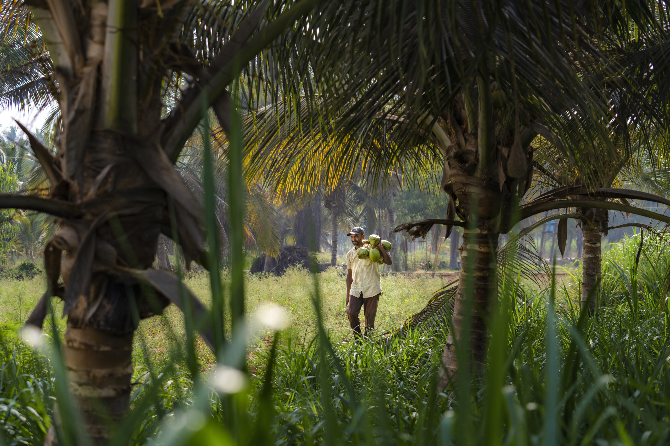 A man walking through his field holding a bunch of coconuts.