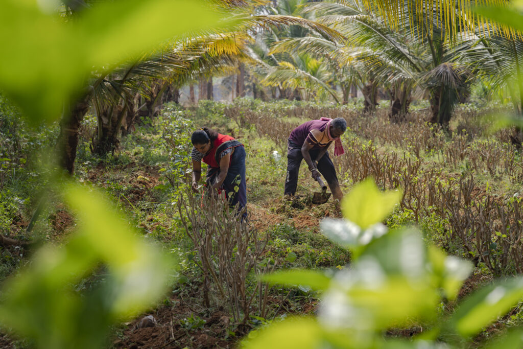 A man and a woman working in a farm.