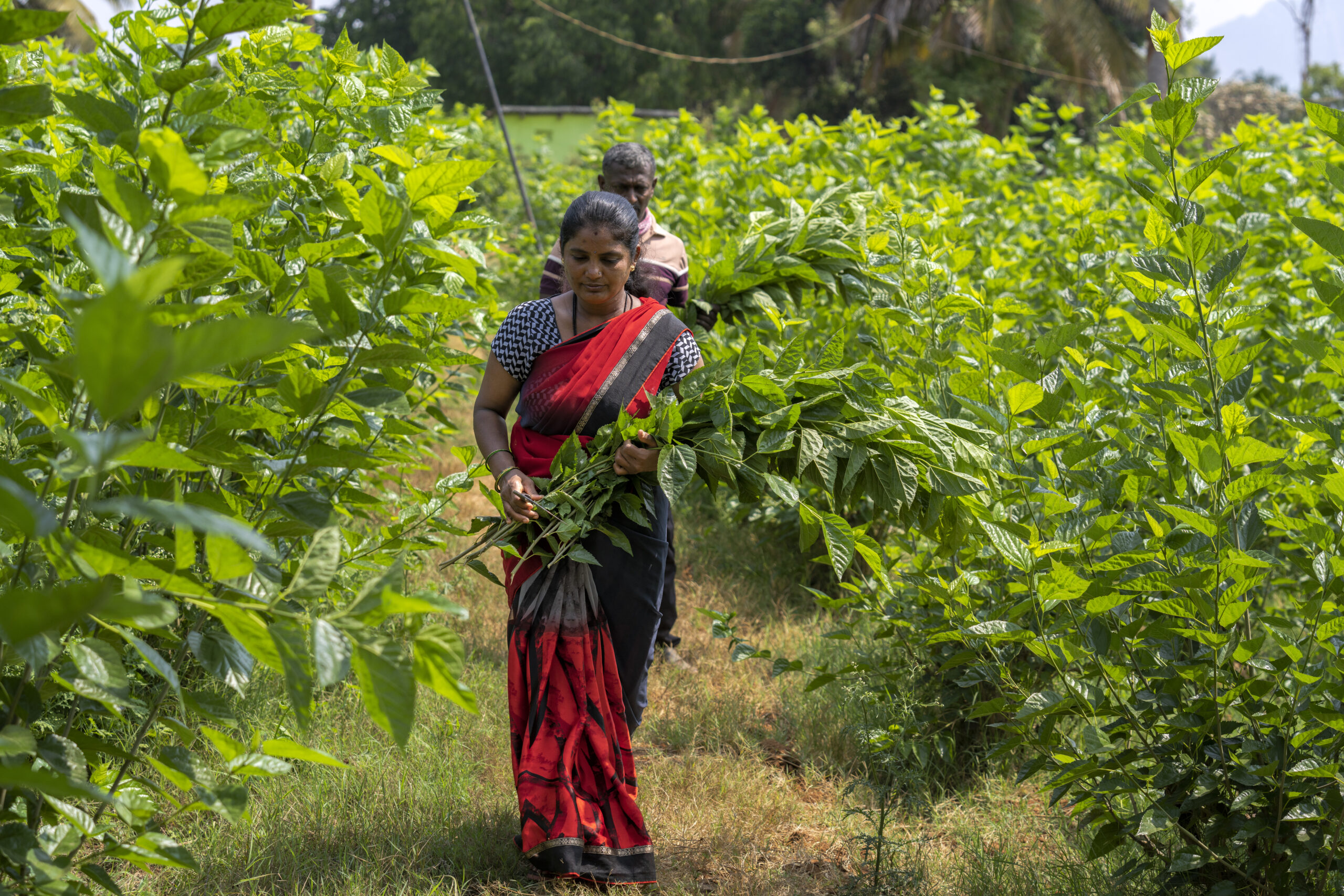 A woman and a man carrying bundle of leaves.