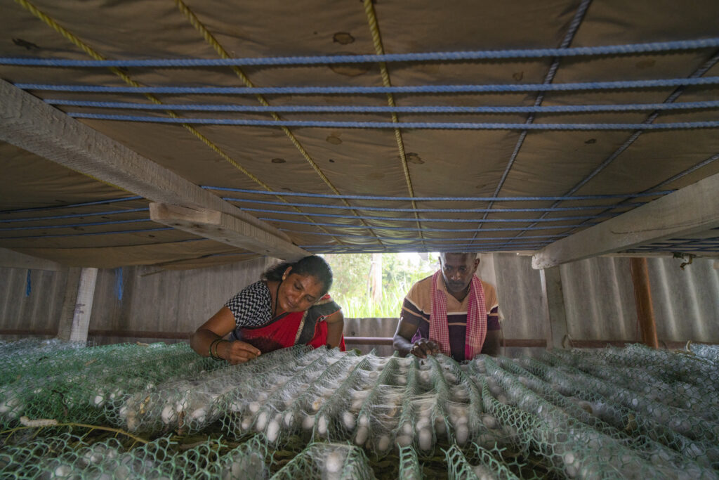 A woman and a man picking cocoons