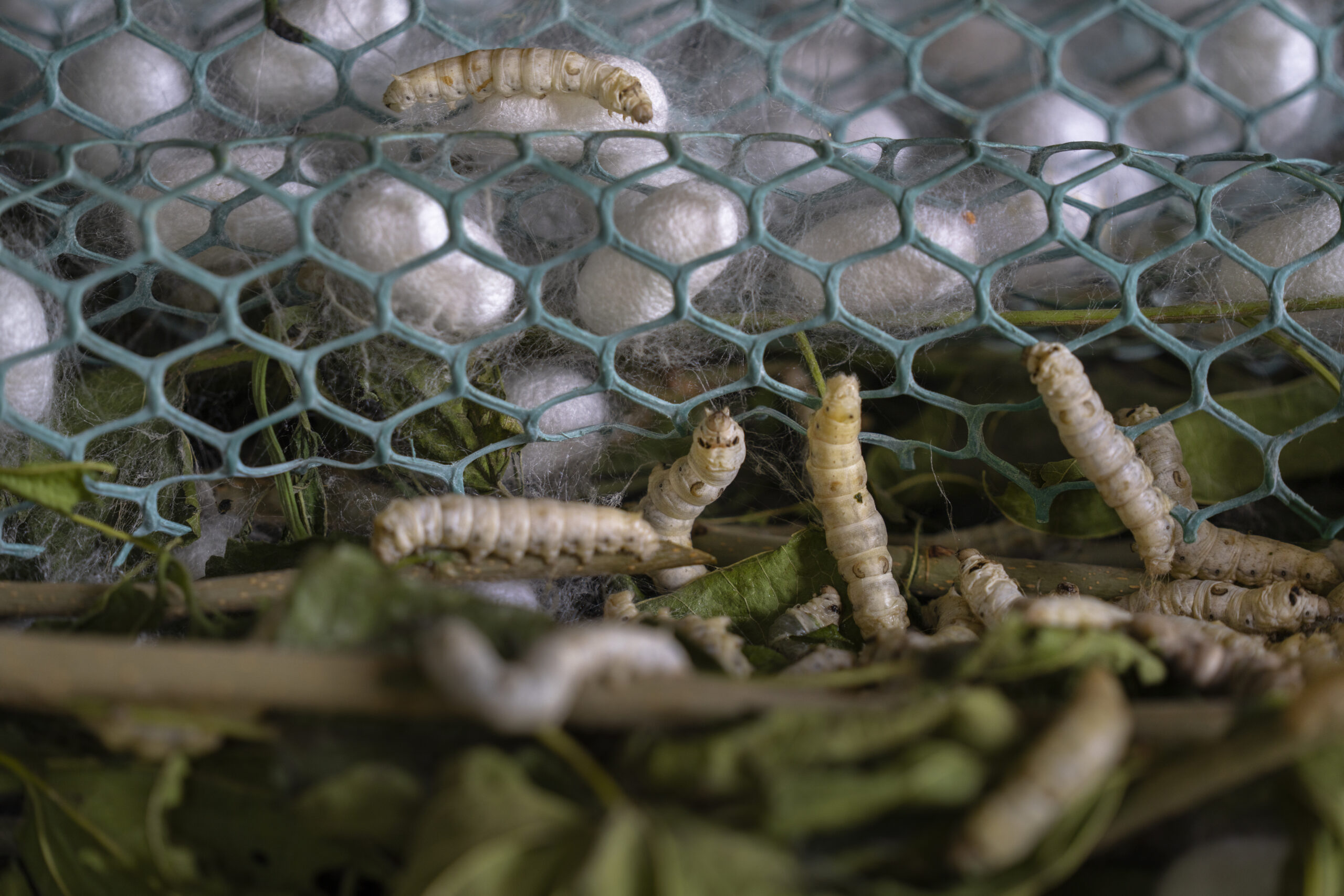 A picture of silkworms eating leaves.