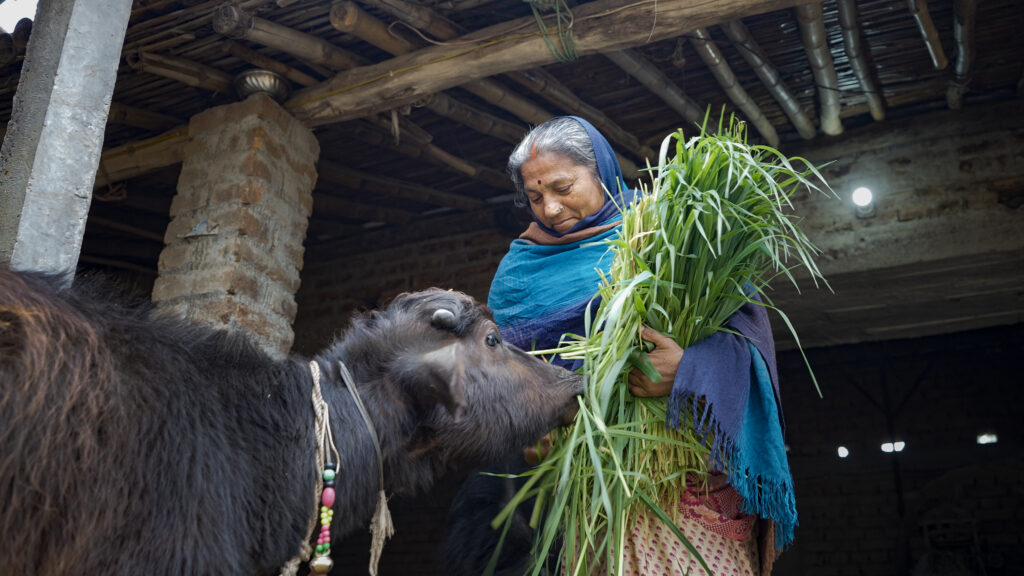 A woman feeding fodder to her buffalo.